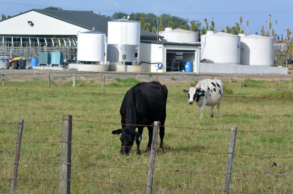 New Zealand Dairy products