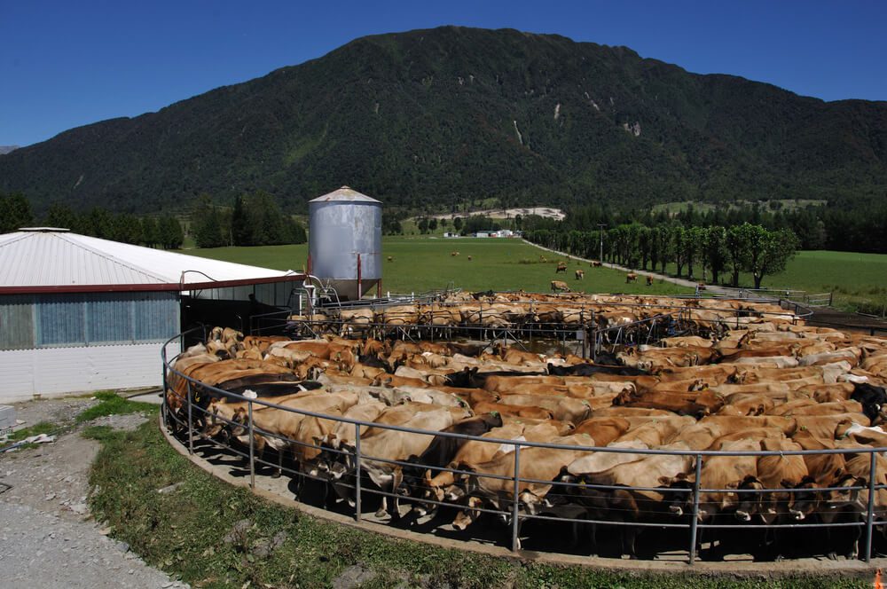 New zealand dairy farm