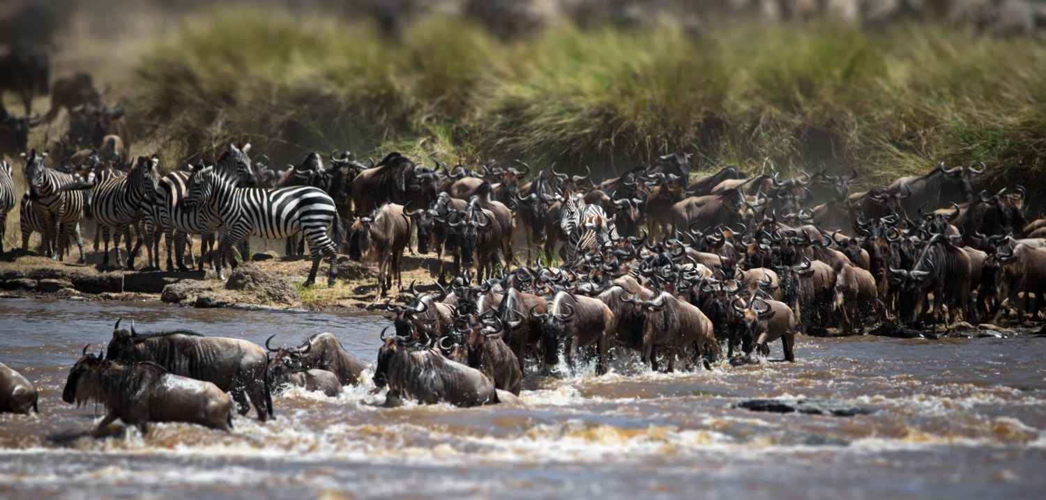 Herd Behavior When the Crowd Goes Wild