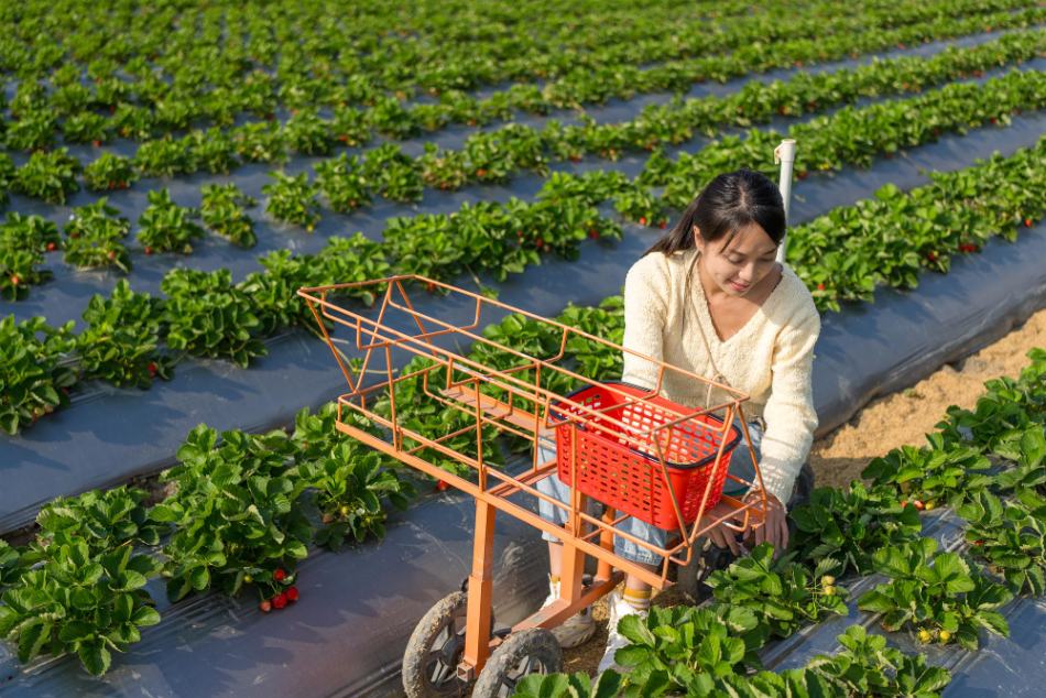 domestic producers