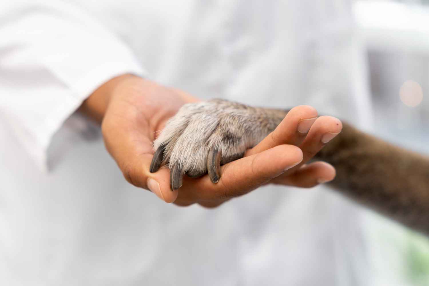 A Veterinary Agreement